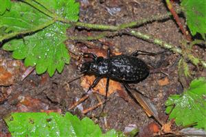 Carabus variolosus