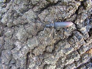 Cerambyx cerdo