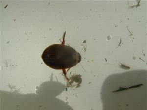 Graphoderus bilineatus
