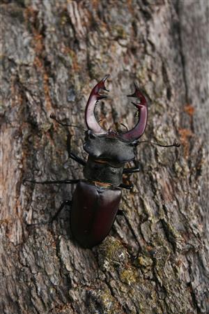 Lucanus cervus