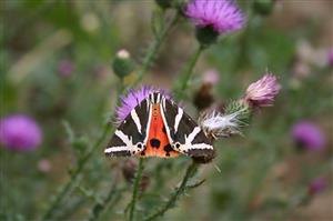 Callimorpha quadripunctaria