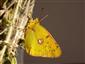 Colias myrmidone