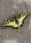 Papilio machaon Linnaeus, 1758