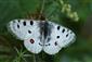 Parnassius apollo