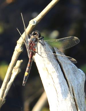 Leucorrhinia pectoralis