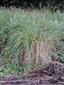 Carex sp.