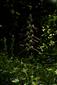 Himantoglossum sp.