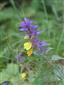 Melampyrum sp.