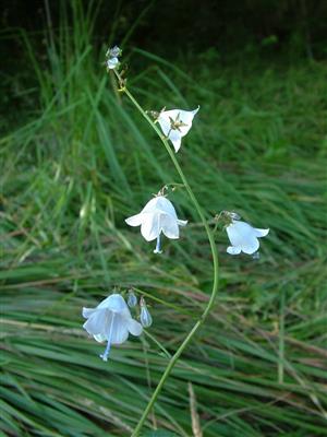 Adenophora lilifolia