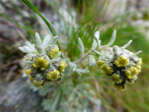 Artemisia eriantha