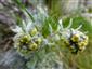 Artemisia eriantha