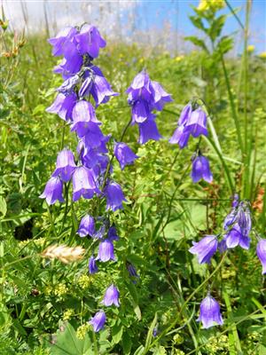 Campanula_serrata_Stanislav_Uhrin