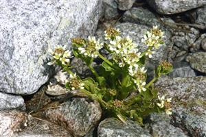 Cochlearia tatrae