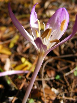 Colchicum arenarium