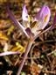 Colchicum arenarium