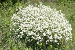 Crambe tataria