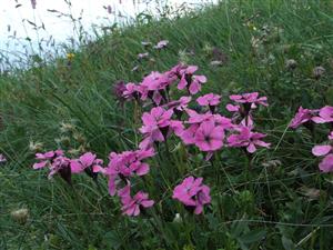 Dianthus nitidus