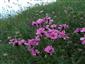 Dianthus nitidus