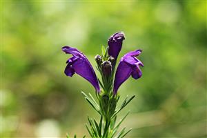 Dracocephalum austriacum