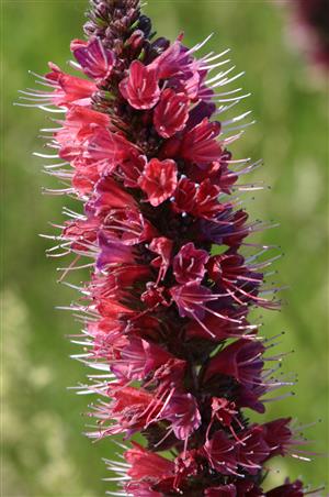 Echium russicum