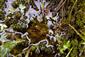 Utricularia minor agg.