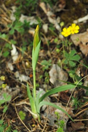 Iris arenaria Alzbeta Szaboova