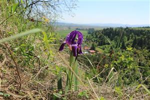 Iris_aphylla_subsp_hungarica_Štefánia_Bryndzová.