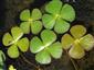 Marsilea quadrifolia