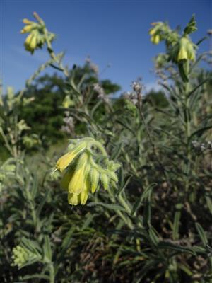 Onosma