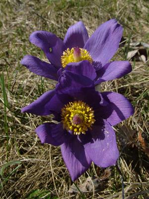 Pulsatilla patens