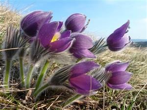 Pulsatilla patens