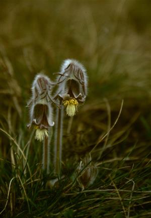 Pulsatilla pratensis hungarica