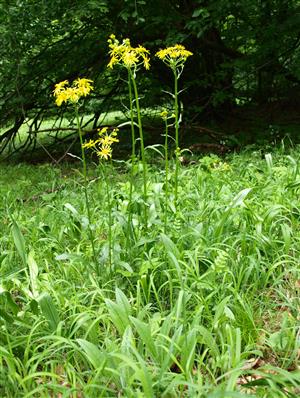 Tephroseris longifolia