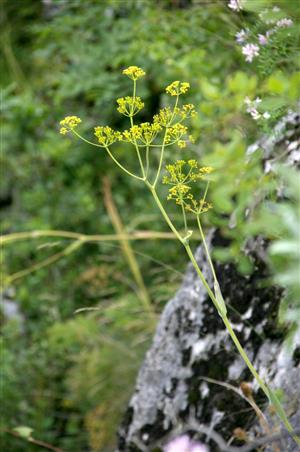 Ferula sadleriana