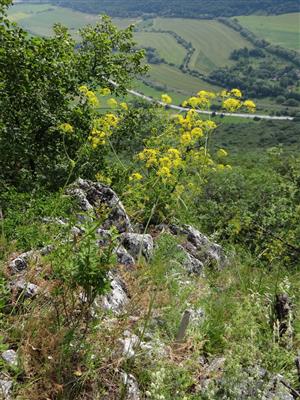 Ferula sadleriana